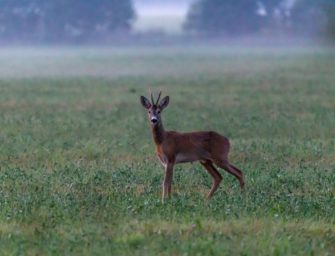 Dortmund: Reh bleibt in Zaun stecken und löst Einsatz aus