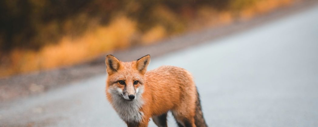 Fuchs hängt im Gleisbett fest: Bahnverkehr steht still