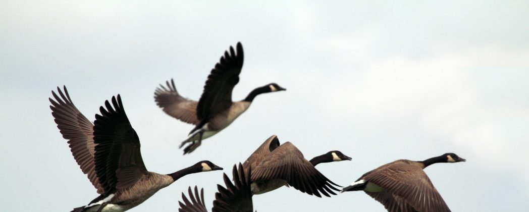 Vogelgrippe in Rheinland-Pfalz: 76 Tiere in Vogelpark Haßloch getötet