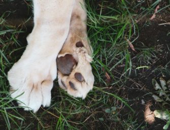 Jagdhund vergiftet: Gemeinde warnt Bevölkerung vor Angriffen