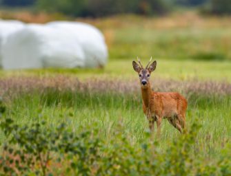 Reh-Steckbrief: Alles zum Rehwild in Deutschland