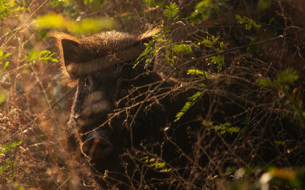 harshit-suryawanshi-21km3nrrAe4-unsplash