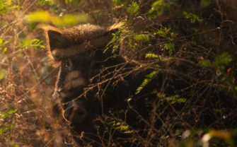 Wildschwein-Rotte stoppt Erpresser bei der Flucht