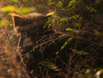 Wildschwein-Rotte stoppt Erpresser bei der Flucht