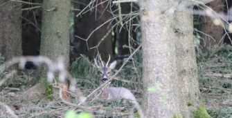 Mit diesen 12 Tipps gelingt die Jagd auf den Rehbock im Wald!