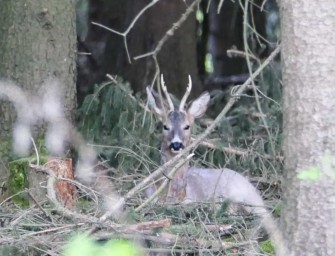 Mit diesen 12 Tipps gelingt die Jagd auf den Rehbock im Wald!