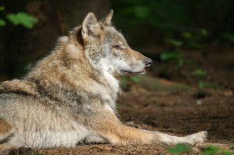 Wolf erschossen: Polizei ermittelt gegen 73-Jährigen