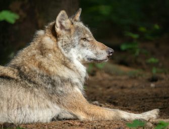 Wolf erschossen: Polizei ermittelt gegen 73-Jährigen