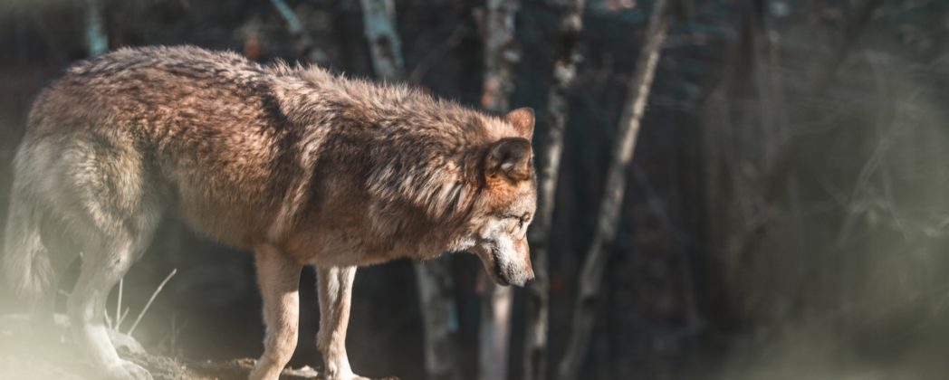Jagdrecht-Änderung: Wolf kommt ins Jagdrecht