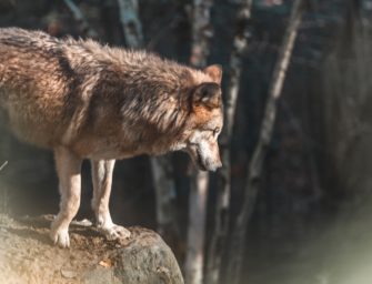 Jagdrecht-Änderung: Wolf kommt ins Jagdrecht