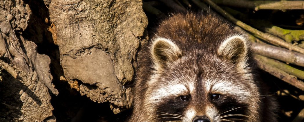 Waschbären-Prämie: Politikerin fordert „Kopfgeld“ für invasive Art
