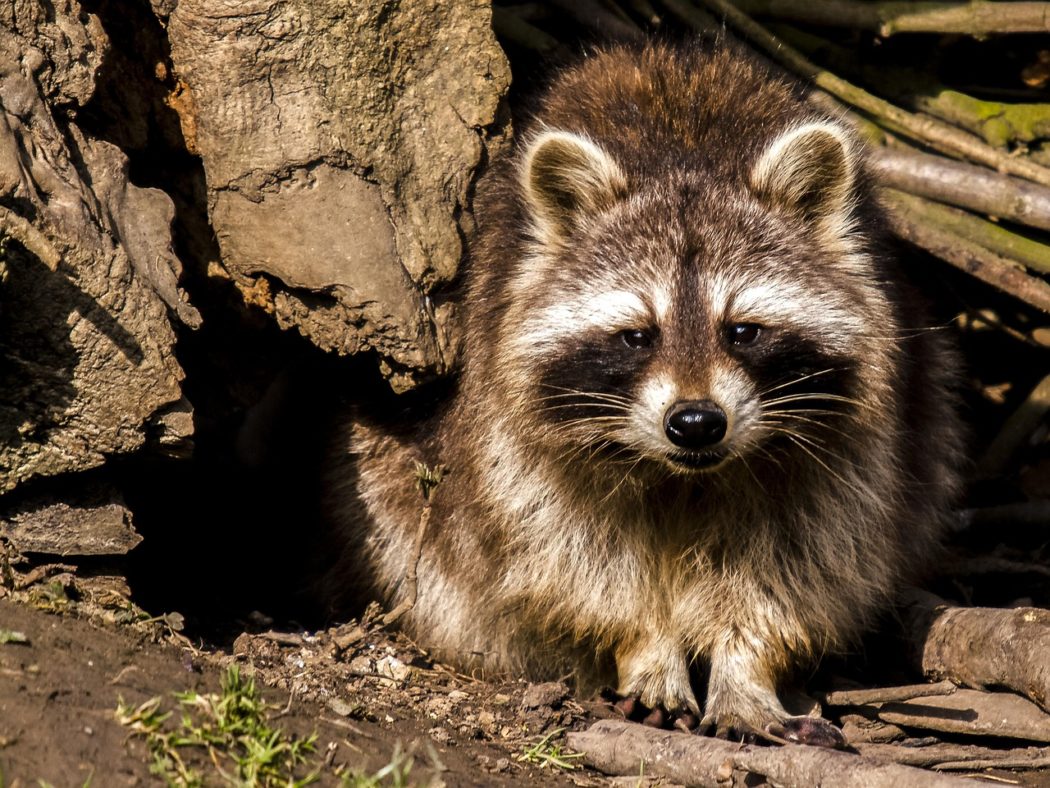 kathy_buscher-raccoon-2392201_1280