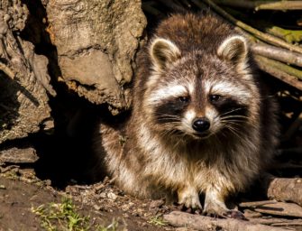 Waschbären-Prämie: Politikerin fordert „Kopfgeld“ für invasive Art
