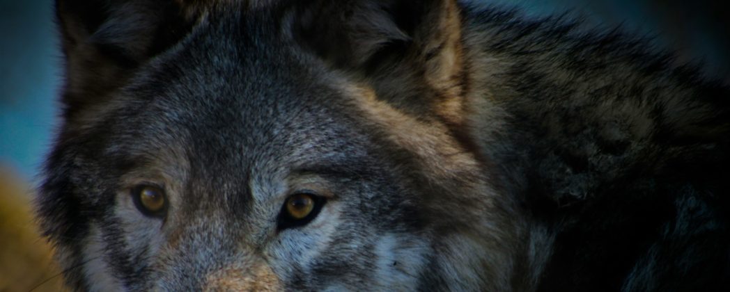 Wolf in Hornisgrinde: Raubtier in Baden-Württemberg wird nicht geschossen