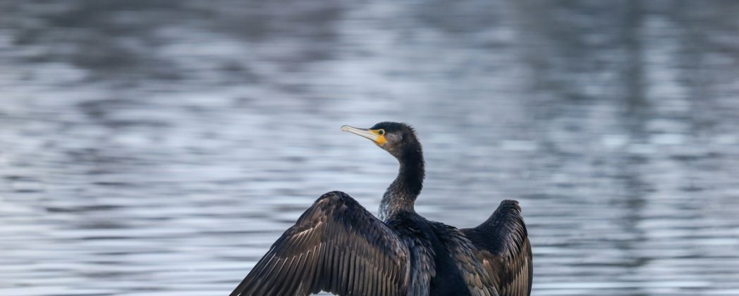 Kormorane in Thüringen: Abschuss nun auch an Teichen und Seen