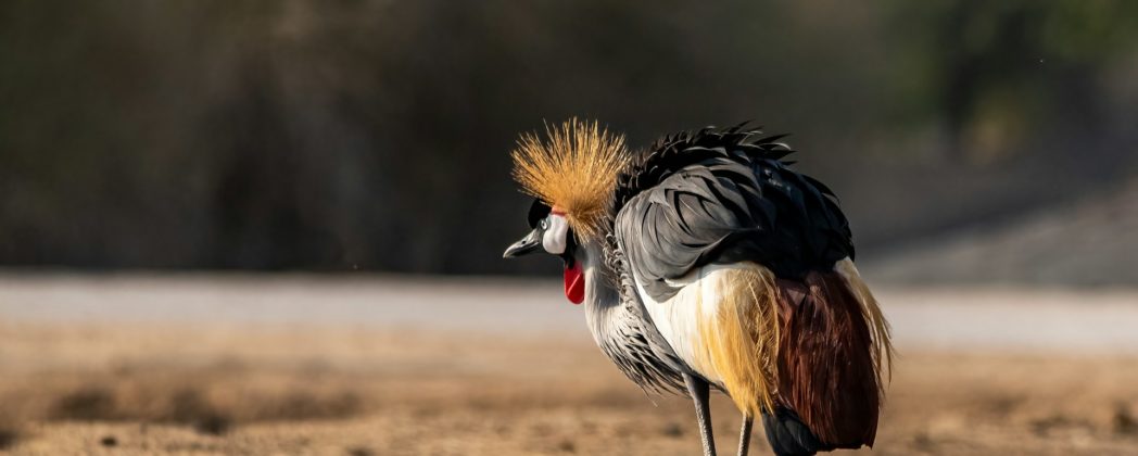 Vogelgrippe: Zoo Rostock reagiert mit Schutzmaßnahmen