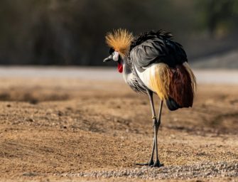 Vogelgrippe: Zoo Rostock reagiert mit Schutzmaßnahmen