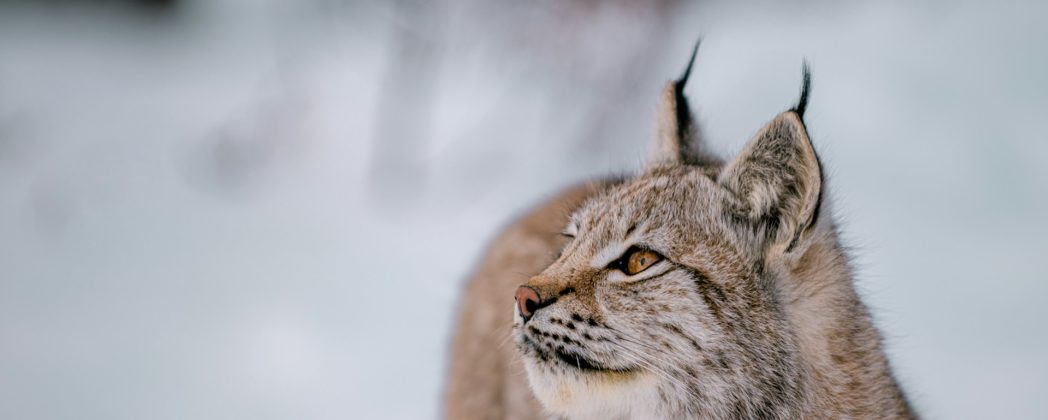 Luchs im Pfälzerwald muss eingeschläfert werden