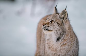 Luchs im Pfälzerwald muss eingeschläfert werden