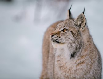 Luchs im Pfälzerwald muss eingeschläfert werden
