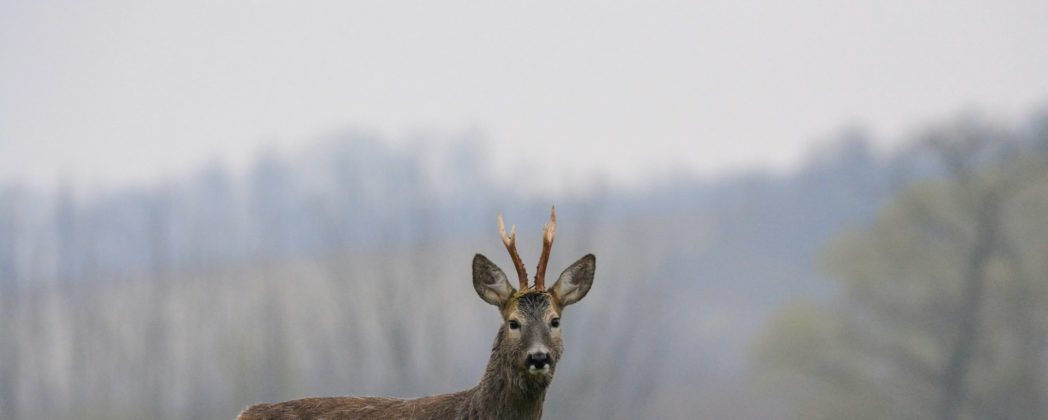 Nach Wildunfall: Frau nimmt Reh mit zur Arbeit