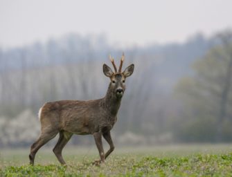 Nach Wildunfall: Frau nimmt Reh mit zur Arbeit