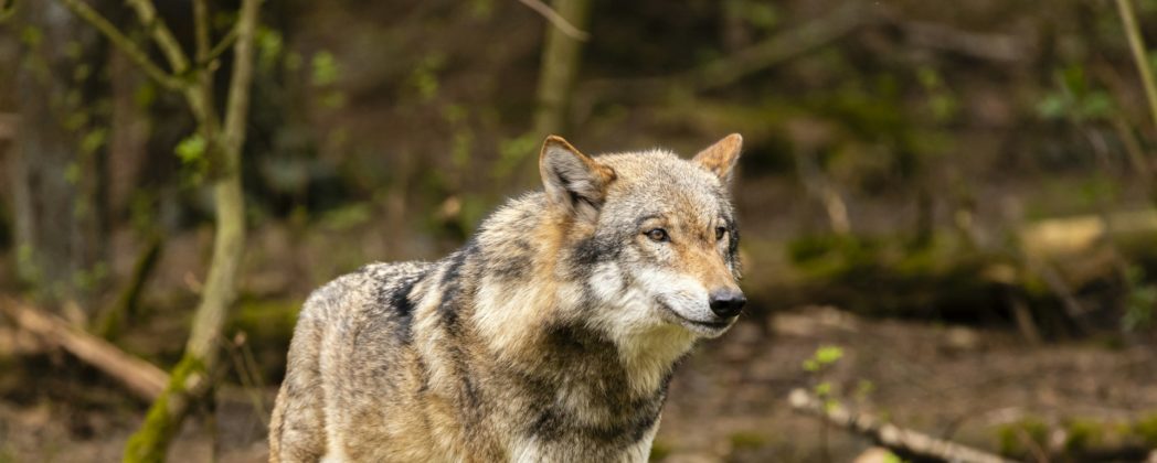 Wolf in Baden-Württemberg von der Polizei überfahren