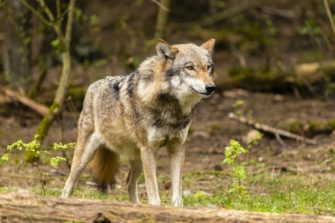 Wolf in Baden-Württemberg von der Polizei überfahren