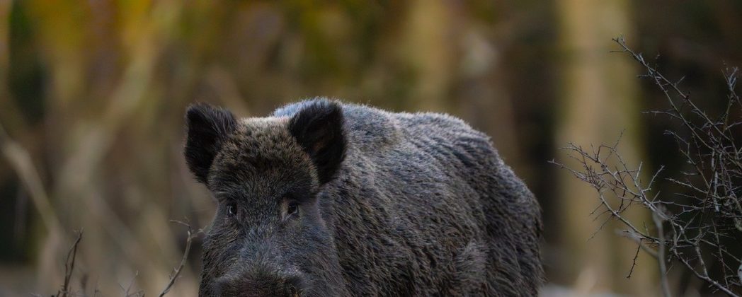 Wildschaden verhindern: darauf kommt es an!