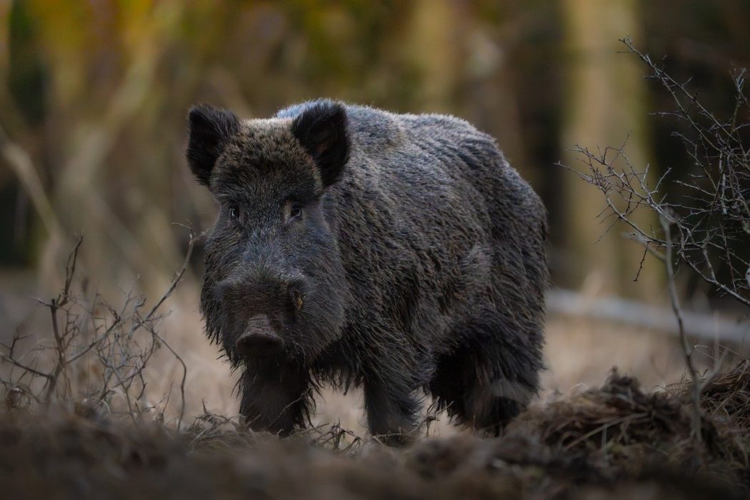 martinphotography-wild-boar-10151970_1280