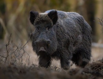 Wildschaden verhindern: Mit diesen 11 Tipps kein Problem!