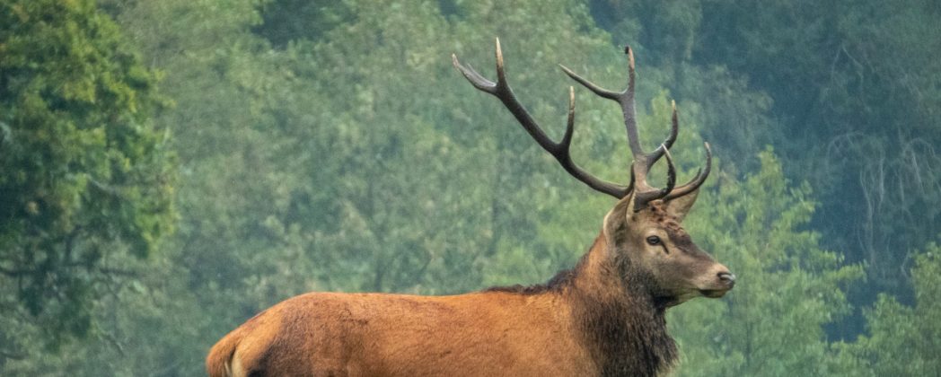 Wildunfall: Frau bei Wackerow durch Kollision mit Hirsch verletzt