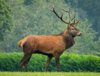 Wildunfall: Frau bei Wackerow durch Kollision mit Hirsch verletzt