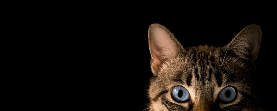 Polizei findet bei Katzenrettung Waffen, Munition und Chemikalien