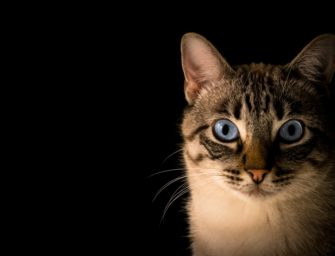 Polizei findet bei Katzenrettung Waffen, Munition und Chemikalien