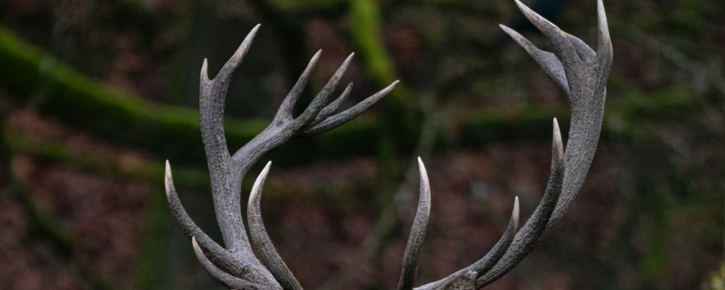 Hirsch trotz Schonzeit geschossen: Vom Bauer zum Wilderer?
