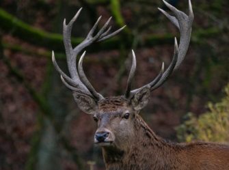 Hirsch trotz Schonzeit geschossen: Vom Bauer zum Wilderer?