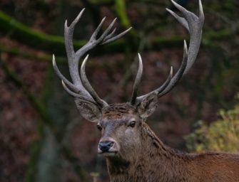 Hirsch trotz Schonzeit geschossen: Vom Bauer zum Wilderer?