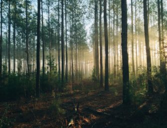 Landesamt für Umwelt, Naturschutz und Geologie MV: Ines Liefke ist neue Direktorin