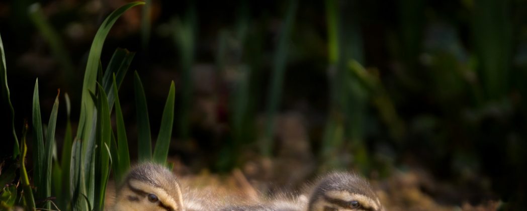 Brut- und Setzzeit: DJV mahnt zu Vorsicht ab Frühlingsbeginn