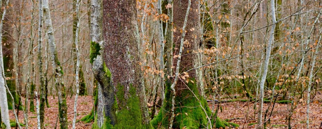 Jagdrecht-Reform: Das gilt ab dem 1. April für Jäger