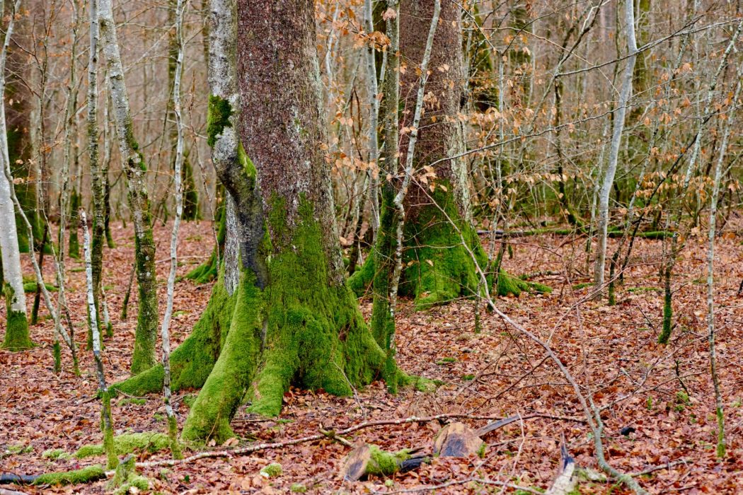 wolfgang-hasselmann-iIbVX2xMn9M-unsplash