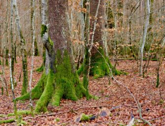 Jagdrecht-Reform: Das gilt ab dem 1. April für Jäger