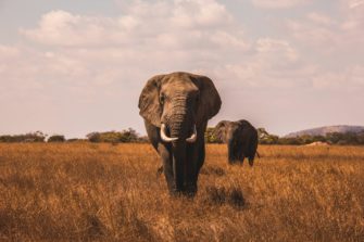 Jäger von Elefanten getötet: US-Millionär stirbt bei Großwildjagd