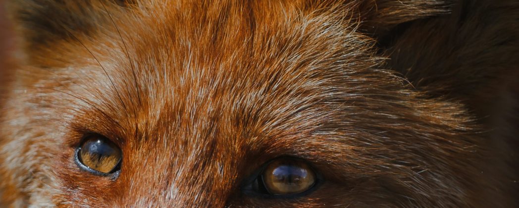 Fuchs in Berlin randaliert: Ein Hund getötet, mehrere verletzt