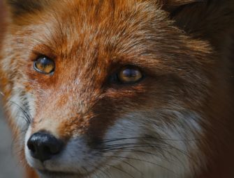 Fuchs in Berlin randaliert: Ein Hund getötet, mehrere verletzt