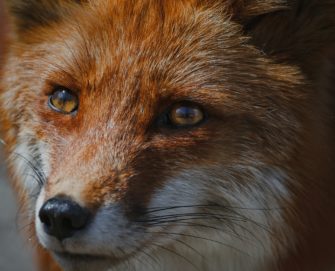 Fuchs in Berlin randaliert: Ein Hund getötet, mehrere verletzt