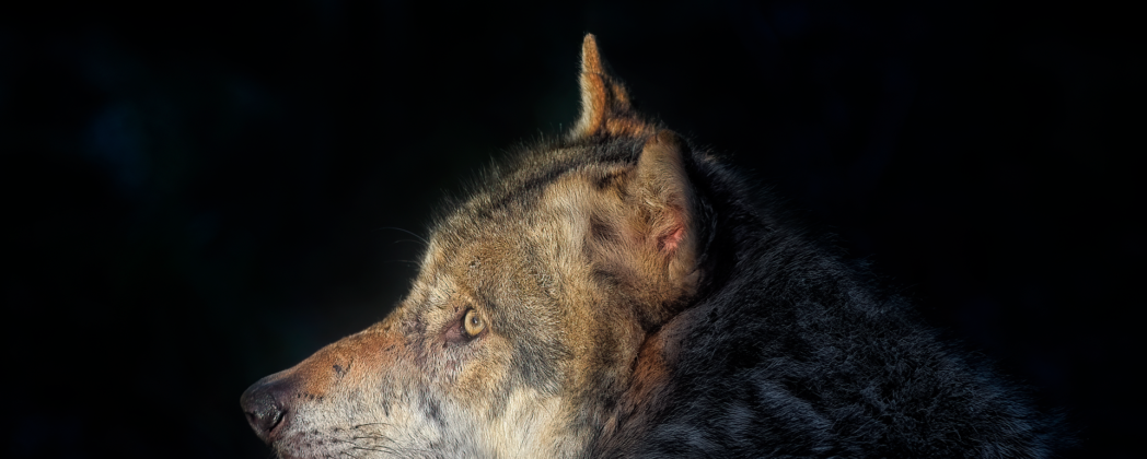 Wolf verletzt Kleinkind: Eltern von ihren Handys abgelenkt