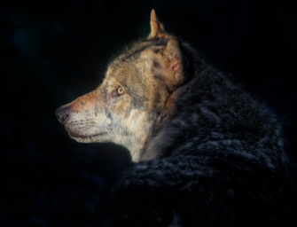 Wolf verletzt Kleinkind: Eltern von ihren Handys abgelenkt