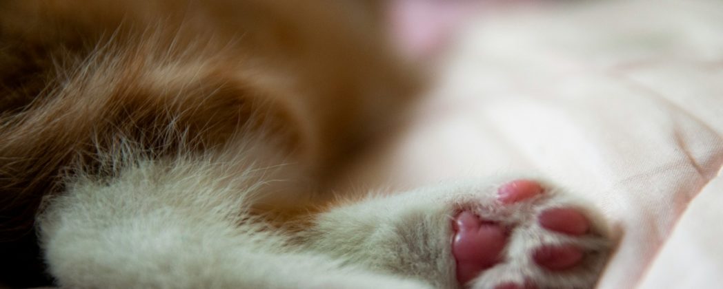 Jagdhund tötet wiederholt Katzen: Hohe Geldstrafe